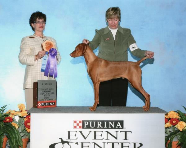 Winner Dog from the puppy class for a 4 point major at the Gateway Vizsla Specialty